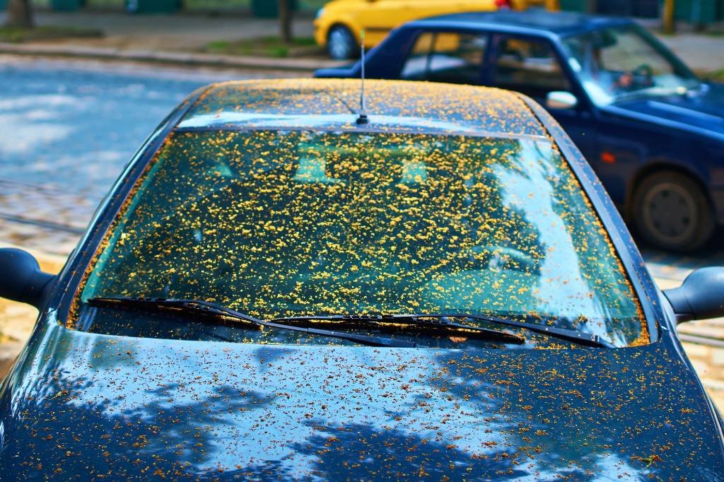 tree sap remove from car