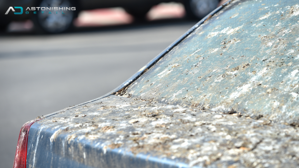 Why Bird Poop Is So Damaging to Car Paint
