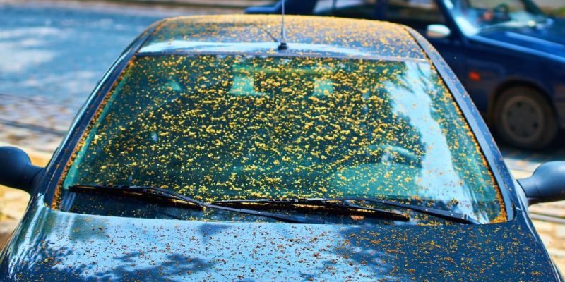 tree sap remove from car