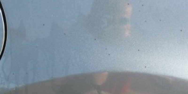 How to Remove Artillery Fungus from Car Paint – Auto Detailer’s Guide